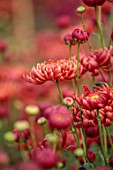 GREEN AND GORGEOUS FLOWERS, OXFORDSHIRE: RED, PINK FLOWERS OF CHRYSANTHEMUM BIGOUDI RED, AUTUMN, OCTOBER, PINK, BLOOMS, FALL