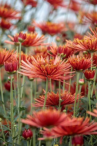 GREEN_AND_GORGEOUS_FLOWERS_OXFORDSHIRE_PINK_COPPER_YELLOW_FLOWERS_OF_CHRYSANTHEMUM_TULA_CARMELLA_AUT