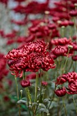 GREEN AND GORGEOUS FLOWERS, OXFORDSHIRE: RED, PINK FLOWERS OF CHRYSANTHEMUM BIGOUDI PURPLE, AUTUMN, OCTOBER, PINK, BLOOMS, FALL