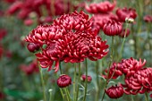 GREEN AND GORGEOUS FLOWERS, OXFORDSHIRE: RED, PINK FLOWERS OF CHRYSANTHEMUM BIGOUDI PURPLE, AUTUMN, OCTOBER, PINK, BLOOMS, FALL