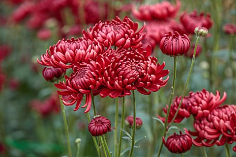 GREEN_AND_GORGEOUS_FLOWERS_OXFORDSHIRE_RED_PINK_FLOWERS_OF_CHRYSANTHEMUM_BIGOUDI_PURPLE_AUTUMN_OCTOB