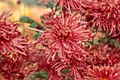 GREEN AND GORGEOUS FLOWERS, OXFORDSHIRE: RED, PINK, BRONZE FLOWERS OF CHRYSANTHEMUM TARANTULA, AUTUMN, OCTOBER, PINK, BLOOMS, FALL