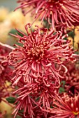 GREEN AND GORGEOUS FLOWERS, OXFORDSHIRE: RED, PINK, BRONZE FLOWERS OF CHRYSANTHEMUM TARANTULA, AUTUMN, OCTOBER, PINK, BLOOMS, FALL