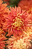 GREEN AND GORGEOUS FLOWERS, OXFORDSHIRE: YELLOW, BRONZE, ORANGE, FLOWERS OF CHRYSANTHEMUM PANDION BRONZE, AUTUMN, OCTOBER, PINK, BLOOMS, FALL