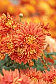 GREEN AND GORGEOUS FLOWERS, OXFORDSHIRE: YELLOW, BRONZE, ORANGE, FLOWERS OF CHRYSANTHEMUM PANDION BRONZE, AUTUMN, OCTOBER, PINK, BLOOMS, FALL