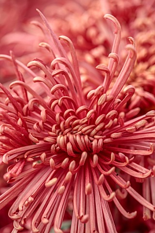 GREEN_AND_GORGEOUS_FLOWERS_OXFORDSHIRE_RED_PINK_BRONZE_FLOWERS_OF_CHRYSANTHEMUM_TARANTULA_AUTUMN_OCT