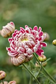 GREEN AND GORGEOUS FLOWERS, OXFORDSHIRE: RED, PINK, CREAM FLOWERS OF CHRYSANTHEMUM GILBERT LEIGH SILVER, AUTUMN, OCTOBER, PINK, BLOOMS, FALL