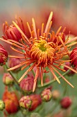 GREEN AND GORGEOUS FLOWERS, OXFORDSHIRE: ORANGE, BROWN, BRONZE FLOWERS OF CHRYSANTHEMUM SPIDER BRONZE, AUTUMN, OCTOBER, PINK, BLOOMS, FALL