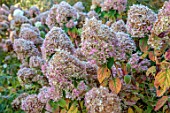 GREEN AND GORGEOUS FLOWERS, OXFORDSHIRE: FROSTED FLOWER HEADS OF HYDRANGEA PANICULATA LIMELIGHT, AGM, SHRUBS, FROST, FROSTY, AUTUMN, OCTOBER, PINK, BLOOMS, AUTUMN, FALL