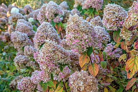 GREEN_AND_GORGEOUS_FLOWERS_OXFORDSHIRE_FROSTED_FLOWER_HEADS_OF_HYDRANGEA_PANICULATA_LIMELIGHT_AGM_SH