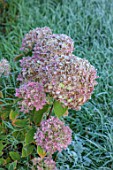 GREEN AND GORGEOUS FLOWERS, OXFORDSHIRE: FROSTED FLOWER HEADS OF HYDRANGEA PANICULATA LIMELIGHT, AGM, SHRUBS, FROST, FROSTY, AUTUMN, OCTOBER, PINK, BLOOMS, AUTUMN, FALL