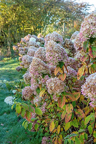 GREEN_AND_GORGEOUS_FLOWERS_OXFORDSHIRE_FROSTED_FLOWER_HEADS_OF_HYDRANGEA_PANICULATA_LIMELIGHT_AGM_SH