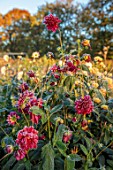 GREEN AND GORGEOUS FLOWERS, OXFORDSHIRE: RED FLOWERS OF DAHLIAS ON A FROSTY MORNING IN THE NURSERY BEDS, FALL, FROST, OCTOBER