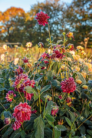 GREEN_AND_GORGEOUS_FLOWERS_OXFORDSHIRE_RED_FLOWERS_OF_DAHLIAS_ON_A_FROSTY_MORNING_IN_THE_NURSERY_BED