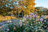 GREEN AND GORGEOUS FLOWERS, OXFORDSHIRE: FLOWERS OF DAHLIAS ON A FROSTY MORNING IN THE NURSERY BEDS, FALL, FROST, OCTOBER