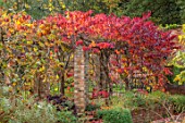 SPETCHLEY PARK GARDENS, WORCESTERSHIRE: WALLED GARDEN, ORANGE, RED, LEAVES OF CERCIS CANADENSIS FOREST PANSY, TRAINED OVER PERGOLA, AUTUMN, OCTOBER, FALL, FOLIAGE, SHRUBS