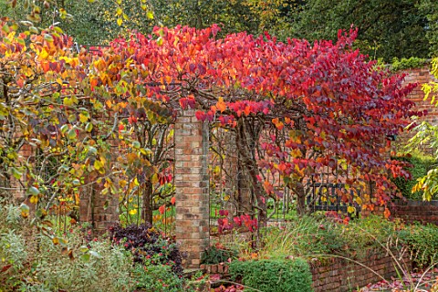 SPETCHLEY_PARK_GARDENS_WORCESTERSHIRE_WALLED_GARDEN_ORANGE_RED_LEAVES_OF_CERCIS_CANADENSIS_FOREST_PA