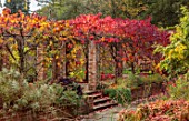 SPETCHLEY PARK GARDENS, WORCESTERSHIRE: WALLED GARDEN, ORANGE, RED, LEAVES OF CERCIS CANADENSIS FOREST PANSY, TRAINED OVER PERGOLA, AUTUMN, OCTOBER, FALL, FOLIAGE, SHRUBS
