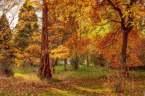 SPETCHLEY_PARK_GARDENS_WORCESTERSHIRE_SHRUBS_TREES_AUTUMN_OCTOBER_FALL_FOLIAGE_ORANGE_LEAVES_TRUNK_B
