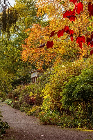 SPETCHLEY_PARK_GARDENS_WORCESTERSHIRE_TREES_AUTUMN_OCTOBER_FALL_FOLIAGE_PATHS_VITIS_VINIFERA_SPETCHL