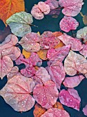 SPETCHLEY PARK GARDENS, WORCESTERSHIRE: SHRUBS, AUTUMN, OCTOBER, FALL, FOLIAGE, CERCIS CANADENSIS FOREST PANSY LEAVES FLOATING ON WATER