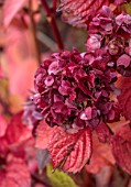 SPETCHLEY PARK GARDENS, WORCESTERSHIRE: CLOSE UP OF DARK RED FLOWERS OF HYDRANGEA MACROPHYLLA MERVEILLE SANGUINE, SHRUBS, HORTENSIS, AUTUMN, OCTOBER, FALL, FOLIAGE, BLOOMS