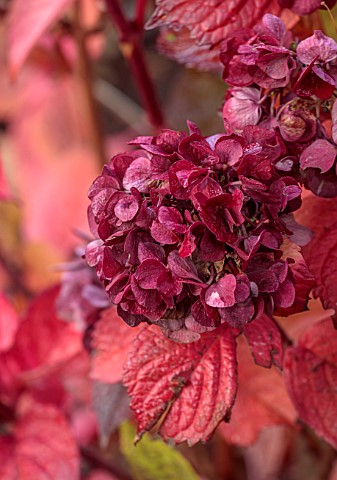 SPETCHLEY_PARK_GARDENS_WORCESTERSHIRE_CLOSE_UP_OF_DARK_RED_FLOWERS_OF_HYDRANGEA_MACROPHYLLA_MERVEILL