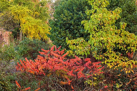 SPETCHLEY_PARK_GARDENS_WORCESTERSHIRE_AUTUMN_OCTOBER_FALL_FOLIAGE_TREES_SHRUBS_RHUS_TYPHINA_MAGNOLIA