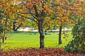 SPETCHLEY PARK GARDENS, WORCESTERSHIRE: AUTUMN, OCTOBER, FALL, FOLIAGE, TREES, AESCULUS DALLIMOREI, DALLIMORE HORSE CHESTNUT, LAWN, GEESE