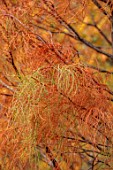 SPETCHLEY PARK GARDENS, WORCESTERSHIRE: SHRUBS, AUTUMN, OCTOBER, FALL, FOLIAGE, ORANGE, GREEN, YELLOW, LEAVES OF TAXODIUM ASCENDENS NUTANS, POND CYPRESS