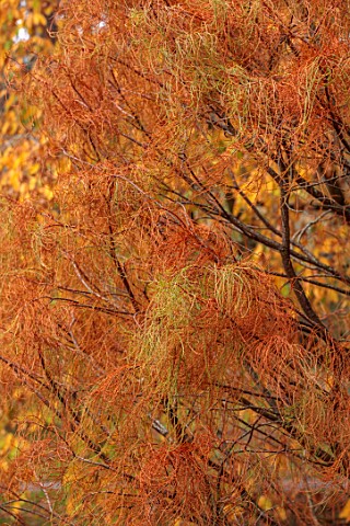 SPETCHLEY_PARK_GARDENS_WORCESTERSHIRE_SHRUBS_AUTUMN_OCTOBER_FALL_FOLIAGE_ORANGE_GREEN_YELLOW_LEAVES_