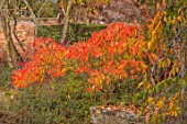 SPETCHLEY PARK GARDENS, WORCESTERSHIRE: POOL, POND, AUTUMN, FALL, FOLIAGE, ORANGE LEAVES OF RHUS TYPHINA RADIANCE SINRUS, SHRUBS