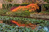 SPETCHLEY PARK GARDENS, WORCESTERSHIRE: POOL, POND, AUTUMN, FALL, FOLIAGE, LEAVES, REFLECTIONS, REFLECTED, RHUS TYPHINA RADIANCE SINRUS, WATERLILIES