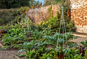 SPETCHLEY PARK GARDENS, WORCESTERSHIRE: THE WALLED GARDEN, VEGETABLE GARDEN, POTAGER, CARDOONS, DAHLIAS, WALLS, POTAGER, VEGETABLES, RUBY CHARD
