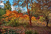 SPETCHLEY PARK GARDENS, WORCESTERSHIRE: AUTUMN, OCTOBER, FALL, FOLIAGE, TREES, SHRUBS, RHUS TYPHINA RADIANCE SINRUS AND ACER GRISEUM