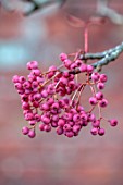 SPETCHLEY PARK GARDENS, WORCESTERSHIRE: SHRUBS, TREES, AUTUMN, OCTOBER, FALL, FOLIAGE, PINK BERRIES, FRUITS OF SORBUS PINK PEARL, ROWAN
