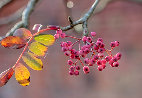 SPETCHLEY_PARK_GARDENS_WORCESTERSHIRE_SHRUBS_TREES_AUTUMN_OCTOBER_FALL_FOLIAGE_PINK_BERRIES_FRUITS_O