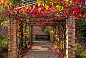 SPETCHLEY PARK GARDENS, WORCESTERSHIRE: WALLED GARDEN, ORANGE, RED, LEAVES OF CERCIS CANADENSIS FOREST PANSY, TRAINED OVER PERGOLA, AUTUMN, OCTOBER, FALL, FOLIAGE, SHRUBS, SEAT