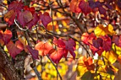 SPETCHLEY PARK GARDENS, WORCESTERSHIRE: WALLED GARDEN, ORANGE, RED, LEAVES OF CERCIS CANADENSIS FOREST PANSY, AUTUMN, OCTOBER, FALL, FOLIAGE, SHRUBS