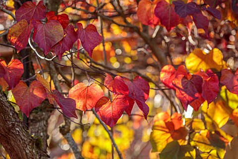 SPETCHLEY_PARK_GARDENS_WORCESTERSHIRE_WALLED_GARDEN_ORANGE_RED_LEAVES_OF_CERCIS_CANADENSIS_FOREST_PA