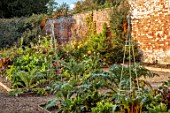 SPETCHLEY PARK GARDENS, WORCESTERSHIRE: THE WALLED GARDEN, VEGETABLE GARDEN, POTAGER, GLOBE ARTICHOKE, DAHLIAS, WALLS, POTAGER, VEGETABLES, RUBY CHARD