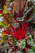 SPETCHLEY PARK GARDENS, WORCESTERSHIRE: THE WALLED GARDEN, VEGETABLE GARDEN, POTAGER, POTAGER, VEGETABLES, RUBY CHARD, RED, LEAVES