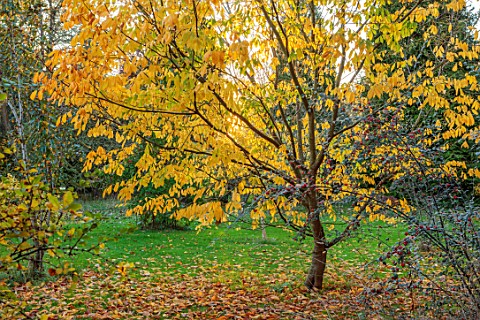 SPETCHLEY_PARK_GARDENS_WORCESTERSHIRE_TREES_AUTUMN_OCTOBER_FALL_FOLIAGE_YELLOW_LEAVES_OF_CLADASTRIS_