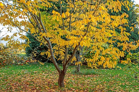 SPETCHLEY_PARK_GARDENS_WORCESTERSHIRE_TREES_AUTUMN_OCTOBER_FALL_FOLIAGE_YELLOW_LEAVES_OF_CLADASTRIS_