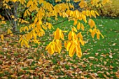 SPETCHLEY PARK GARDENS, WORCESTERSHIRE: TREES, AUTUMN, OCTOBER, FALL, FOLIAGE, YELLOW LEAVES OF CLADASTRIS KENTUKEA PERKINS PINK, AMERICAN YELLOWWOOD