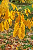 SPETCHLEY PARK GARDENS, WORCESTERSHIRE: TREES, AUTUMN, OCTOBER, FALL, FOLIAGE, YELLOW LEAVES OF CLADASTRIS KENTUKEA PERKINS PINK, AMERICAN YELLOWWOOD
