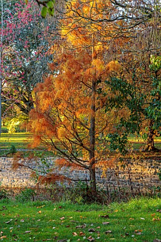 SPETCHLEY_PARK_GARDENS_WORCESTERSHIRE_SHRUBS_AUTUMN_OCTOBER_FALL_FOLIAGE_ORANGE_GREEN_YELLOW_LEAVES_