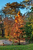 SPETCHLEY PARK GARDENS, WORCESTERSHIRE: SHRUBS, AUTUMN, OCTOBER, FALL, FOLIAGE, ORANGE, GREEN, YELLOW, LEAVES OF TAXODIUM ASCENDENS NUTANS, POND CYPRESS