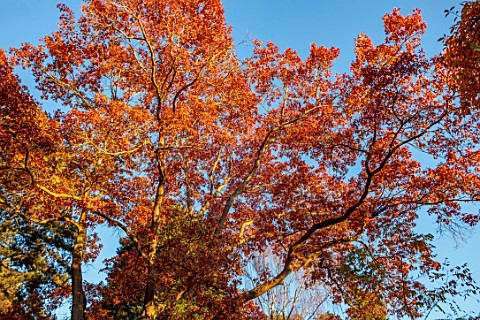 SPETCHLEY_PARK_GARDENS_WORCESTERSHIRE_ORANGE_LEAVES_FOLIAGE_OF_OAK_QUERCUS_COCCINEA_SPLENDENS_FALL_A