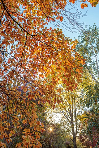 SPETCHLEY_PARK_GARDENS_WORCESTERSHIRE_TREES_AUTUMN_OCTOBER_FALL_FOLIAGE_ORANGE_LEAVES_NYSSA_SYLVATIC